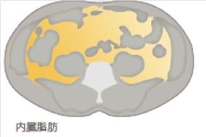 内臓脂肪,脂肪,腹
