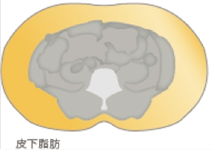 内臓脂肪,脂肪,腹